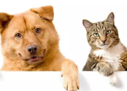 娱乐吃瓜君猫猫狗狗,吃瓜猫猫的奇幻虐恋之旅
