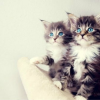 娱乐吃瓜小猫咪视频大全,猫咪围观电击事件，好奇心满满