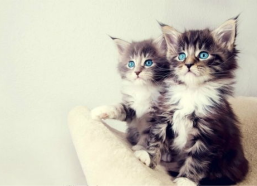 娱乐吃瓜小猫咪视频大全,猫咪围观电击事件，好奇心满满